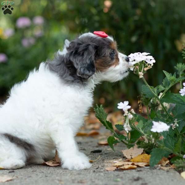 Sunshine, Cavapoo Puppy